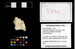 Foto (Objekt + Etikett) von Pithonoton marginatum (von Meyer, 1842)  (NHMW-GEO-2014-0194-0894)